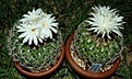 Discocactus aranespinus 03.jpg