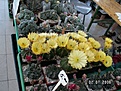 Нажмите на изображение для увеличения.

Название:	grugapark 096.jpg
Просмотров:	202
Размер:	144.8 Кб
ID:	380274