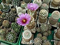 Нажмите на изображение для увеличения.

Название:	grugapark 091.jpg
Просмотров:	222
Размер:	111.1 Кб
ID:	380296