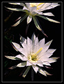 Нажмите на изображение для увеличения.

Название:	echinopsis-sub.jpg
Просмотров:	131
Размер:	61.8 Кб
ID:	380307