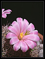 Нажмите на изображение для увеличения.

Название:	blossfeldiana.jpg
Просмотров:	130
Размер:	71.8 Кб
ID:	380308