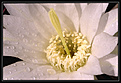 Нажмите на изображение для увеличения.

Название:	echinopsis-sub2.jpg
Просмотров:	121
Размер:	67.6 Кб
ID:	380309
