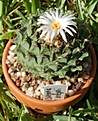 Obregonia denegrii Fric 1925  04.jpg