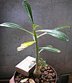 Нажмите на изображение для увеличения.

Название:	adenium obesum.jpg
Просмотров:	804
Размер:	41.4 Кб
ID:	380322