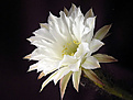 Нажмите на изображение для увеличения.

Название:	Echinopsis_subdenudatum_20060811.jpg
Просмотров:	126
Размер:	32.2 Кб
ID:	380323