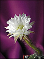 Нажмите на изображение для увеличения.

Название:	Echinopsis_subdenudatum_20060811_1.jpg
Просмотров:	131
Размер:	38.0 Кб
ID:	380324