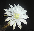 Нажмите на изображение для увеличения.

Название:	Echinopsis_subdenudatum_20060811_10.jpg
Просмотров:	112
Размер:	52.9 Кб
ID:	380325