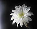 Нажмите на изображение для увеличения.

Название:	Echinopsis_subdenudatum_20060811_12.jpg
Просмотров:	117
Размер:	32.3 Кб
ID:	380326