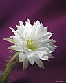 Нажмите на изображение для увеличения.

Название:	Echinopsis_subdenudatum_20060811_13.jpg
Просмотров:	122
Размер:	54.7 Кб
ID:	380327