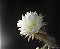 Нажмите на изображение для увеличения.

Название:	Echinopsis_subdenudatum_20060811_14.jpg
Просмотров:	126
Размер:	26.8 Кб
ID:	380328