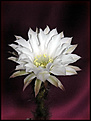 Нажмите на изображение для увеличения.

Название:	Echinopsis_subdenudatum_20060811_3.jpg
Просмотров:	118
Размер:	40.7 Кб
ID:	380329