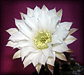 Нажмите на изображение для увеличения.

Название:	Echinopsis_subdenudatum_20060811_4.jpg
Просмотров:	126
Размер:	54.6 Кб
ID:	380330