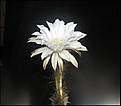 Нажмите на изображение для увеличения.

Название:	Echinopsis_subdenudatum_20060811_5.jpg
Просмотров:	143
Размер:	41.4 Кб
ID:	380331