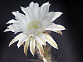 Нажмите на изображение для увеличения.

Название:	Echinopsis_subdenudatum_20060811_6.jpg
Просмотров:	121
Размер:	52.2 Кб
ID:	380332