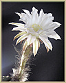 Нажмите на изображение для увеличения.

Название:	Echinopsis_subdenudatum_20060811_7.jpg
Просмотров:	132
Размер:	87.0 Кб
ID:	380333
