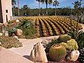 cacti in composition.jpg