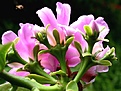 Нажмите на изображение для увеличения.

Название:	Pereskia.grandifolia.jpg
Просмотров:	243
Размер:	142.0 Кб
ID:	380346