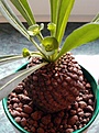 Нажмите на изображение для увеличения.

Название:	Euphorbia-bupleurifolia.jpg
Просмотров:	707
Размер:	50.6 Кб
ID:	380351