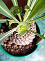 Нажмите на изображение для увеличения.

Название:	Euph_bupleurifolia_cyathium.jpg
Просмотров:	599
Размер:	38.7 Кб
ID:	380352