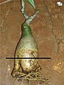 Нажмите на изображение для увеличения.

Название:	1 j adenium.JPG
Просмотров:	167
Размер:	12.4 Кб
ID:	380354
