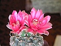Нажмите на изображение для увеличения.

Название:	Gymnocalycium uruguayense.jpg
Просмотров:	405
Размер:	47.1 Кб
ID:	380436