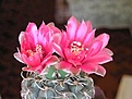 Нажмите на изображение для увеличения.

Название:	Gymnocalycium uruguayense.jpg
Просмотров:	336
Размер:	47.1 Кб
ID:	380436