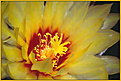Нажмите на изображение для увеличения.

Название:	hamatocactus1.jpg
Просмотров:	122
Размер:	73.0 Кб
ID:	380442