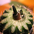Нажмите на изображение для увеличения.

Название:	ariocarpus-kochubeanus-albi.jpg
Просмотров:	634
Размер:	79.0 Кб
ID:	380452