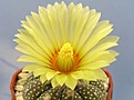 Нажмите на изображение для увеличения.

Название:	Astrophytum asterias.jpg
Просмотров:	277
Размер:	32.0 Кб
ID:	380460