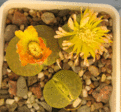 Нажмите на изображение для увеличения.

Название:	lithops_sp.gif
Просмотров:	319
Размер:	143.8 Кб
ID:	380488