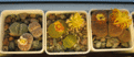 Нажмите на изображение для увеличения.

Название:	lithops_sp4.gif
Просмотров:	315
Размер:	104.8 Кб
ID:	380489