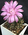 Нажмите на изображение для увеличения.

Название:	gymnocalycium_friedrichii v.mendozaense HU312№924.52.jpg
Просмотров:	359
Размер:	96.5 Кб
ID:	380490