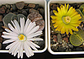 Нажмите на изображение для увеличения.

Название:	lithops3.jpg
Просмотров:	286
Размер:	73.3 Кб
ID:	380495