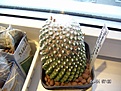 Нажмите на изображение для увеличения.

Название:	PICT0014.JPG
Просмотров:	257
Размер:	54.0 Кб
ID:	380501