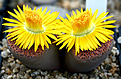 Нажмите на изображение для увеличения.

Название:	Lithops_fulviceps_IMG_7281.jpg
Просмотров:	293
Размер:	96.4 Кб
ID:	380506