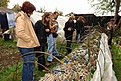 Dyrdyra005.jpg