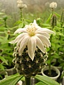 Нажмите на изображение для увеличения.

Название:	Turbinicarpus_lophophoroides.jpg
Просмотров:	370
Размер:	52.3 Кб
ID:	380573