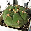 Нажмите на изображение для увеличения.

Название:	Gymnocalycium_baurianum.jpg
Просмотров:	353
Размер:	29.7 Кб
ID:	380605