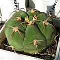 Нажмите на изображение для увеличения.

Название:	Gymnocalycium_baurianum.jpg
Просмотров:	279
Размер:	29.7 Кб
ID:	380605