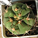 Нажмите на изображение для увеличения.

Название:	Gymnocalycium_baurianum_01.jpg
Просмотров:	292
Размер:	36.0 Кб
ID:	380606