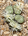 Нажмите на изображение для увеличения.

Название:	Conophytum_peersii_IMG_7468.jpg
Просмотров:	211
Размер:	104.0 Кб
ID:	380622