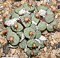 Нажмите на изображение для увеличения.

Название:	Conophytum_obscordellum_IMG_7475.jpg
Просмотров:	216
Размер:	104.2 Кб
ID:	380623