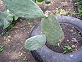 Нажмите на изображение для увеличения.

Название:	Opuntia_ficus.JPG
Просмотров:	401
Размер:	44.6 Кб
ID:	380631