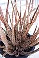 Нажмите на изображение для увеличения.

Название:	albiflora.jpg
Просмотров:	687
Размер:	17.7 Кб
ID:	380642
