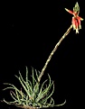 Нажмите на изображение для увеличения.

Название:	Aloe_humilis_04.jpg
Просмотров:	680
Размер:	27.6 Кб
ID:	380659