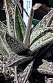 Нажмите на изображение для увеличения.

Название:	sladeniana.jpg
Просмотров:	722
Размер:	19.2 Кб
ID:	380666