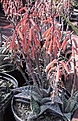 Нажмите на изображение для увеличения.

Название:	variegata.jpg
Просмотров:	724
Размер:	32.2 Кб
ID:	380667