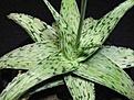 Нажмите на изображение для увеличения.

Название:	Aloe rauhii cv Super Snow Flake.jpg
Просмотров:	501
Размер:	16.2 Кб
ID:	380686