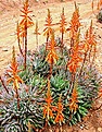 Нажмите на изображение для увеличения.

Название:	Aloe brevifolia.jpg
Просмотров:	478
Размер:	61.0 Кб
ID:	380688