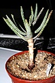Нажмите на изображение для увеличения.

Название:	Aloe_dichotoma.jpg
Просмотров:	278
Размер:	65.5 Кб
ID:	380719